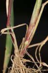 Marsh bristlegrass